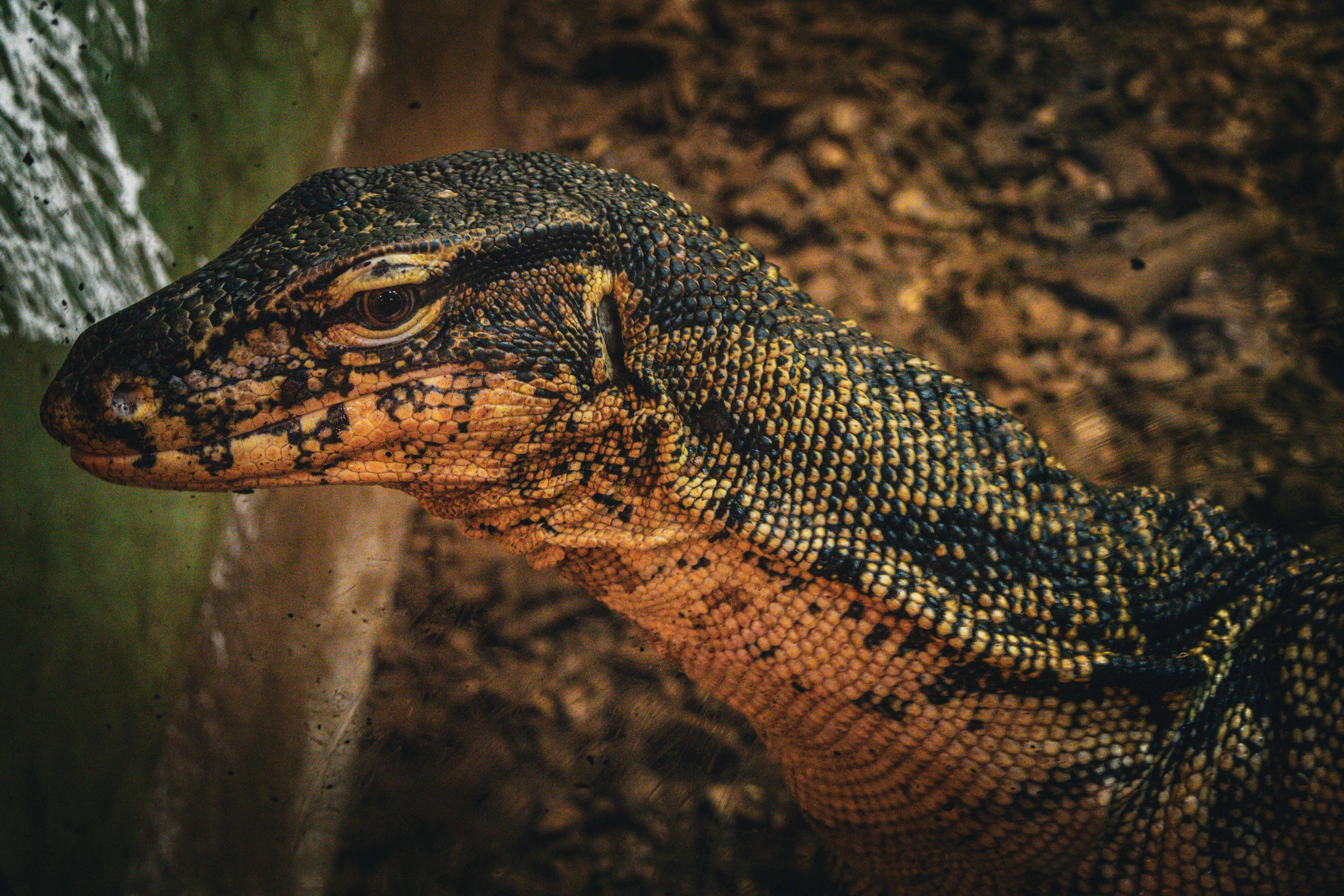 Animal
