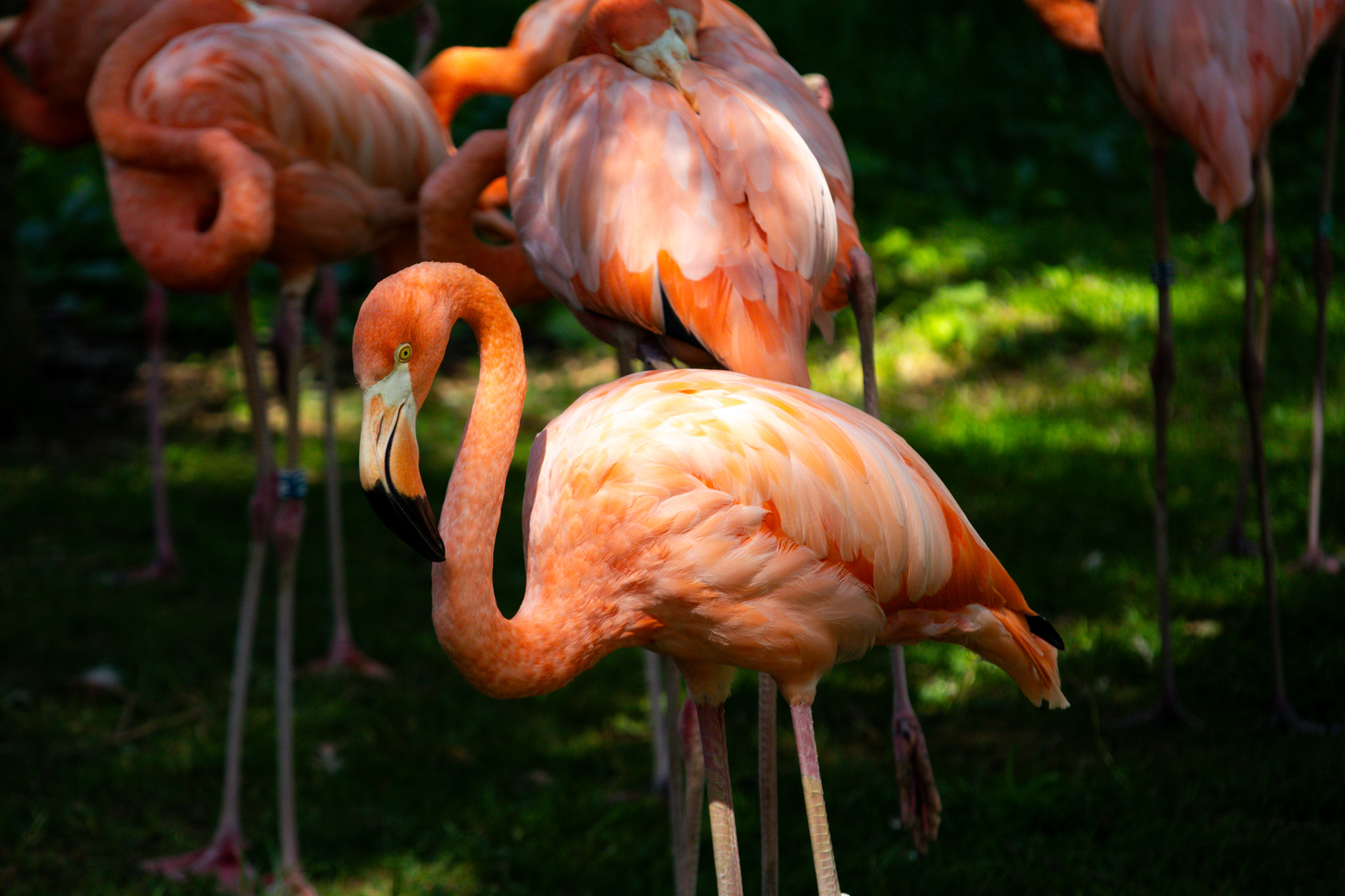 Animal