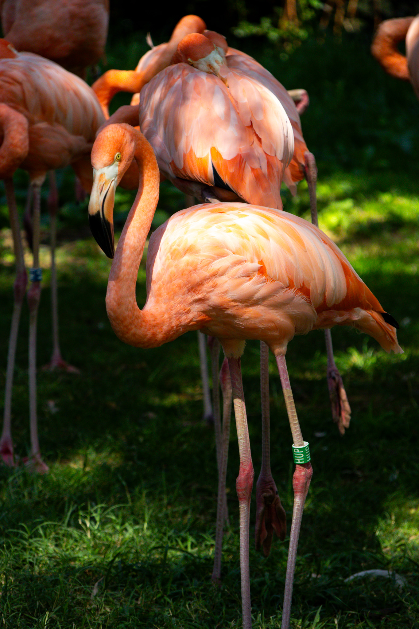 Animal