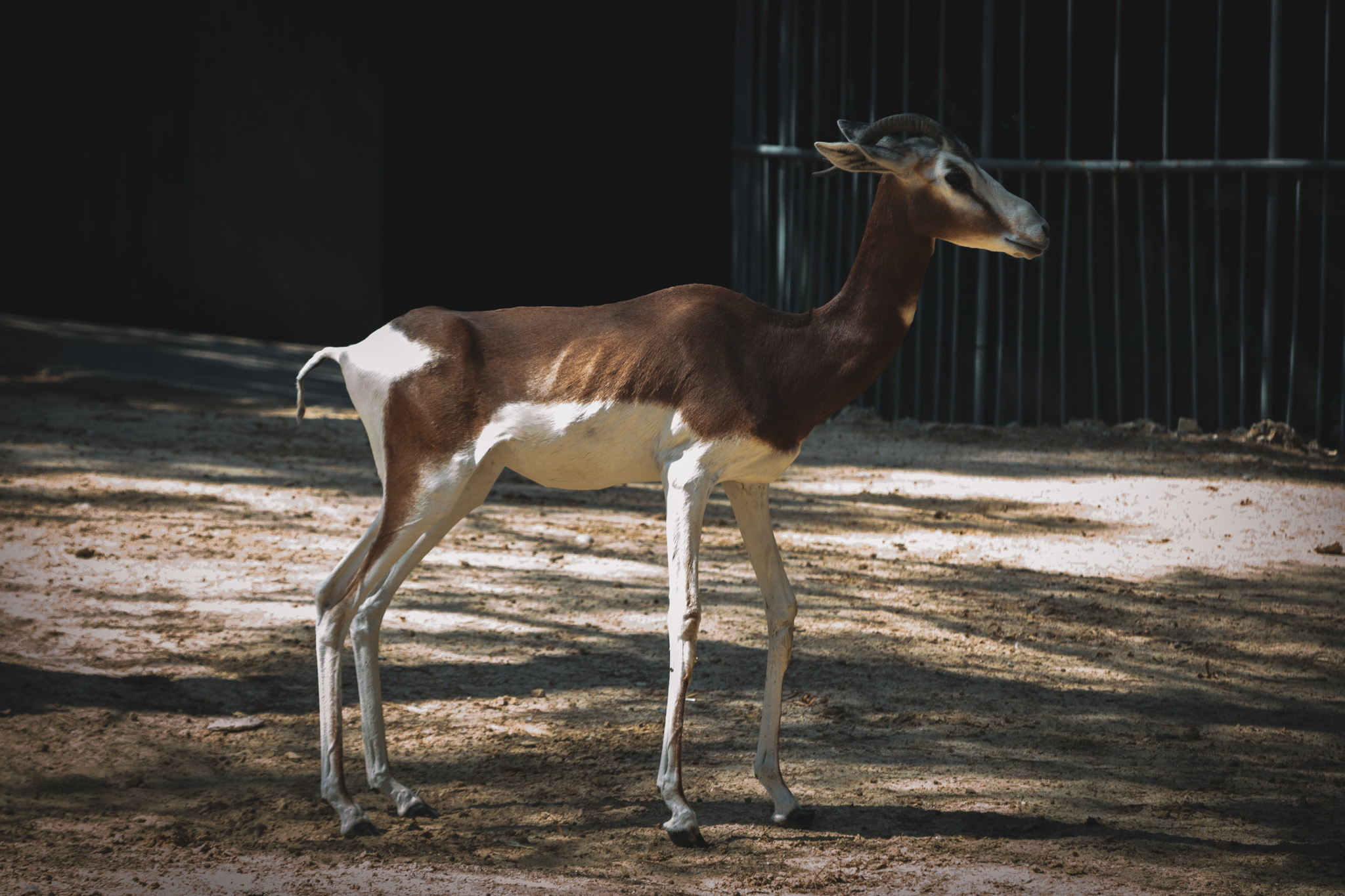 Animal
